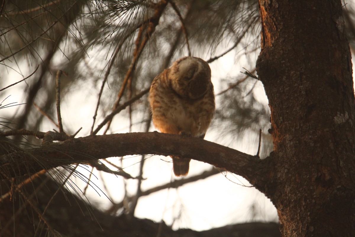 Spotted Owlet - ML620570821