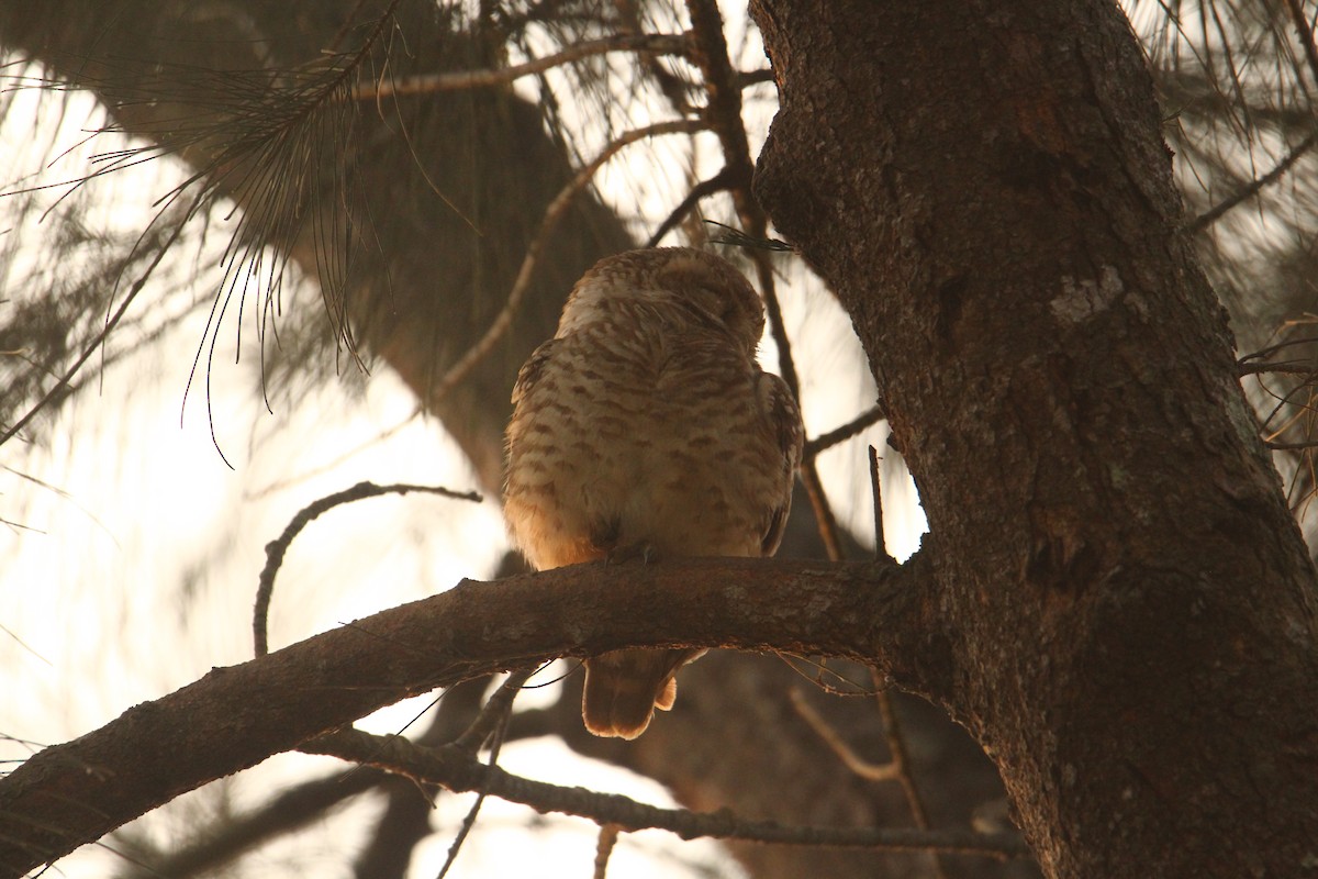 Spotted Owlet - ML620570822