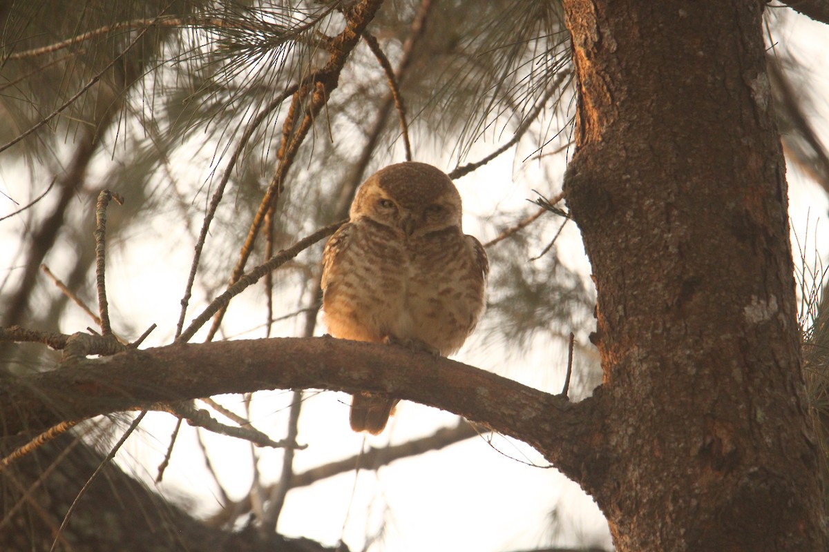 Spotted Owlet - ML620570823
