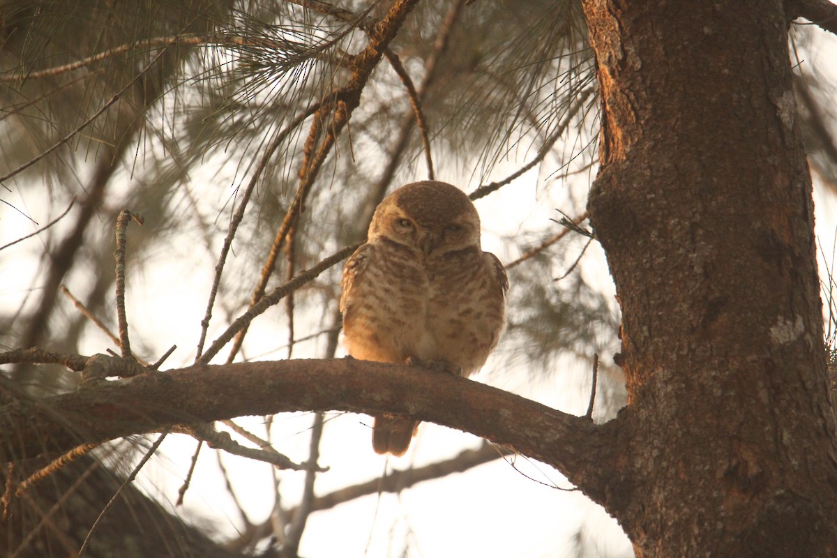 Spotted Owlet - ML620570824