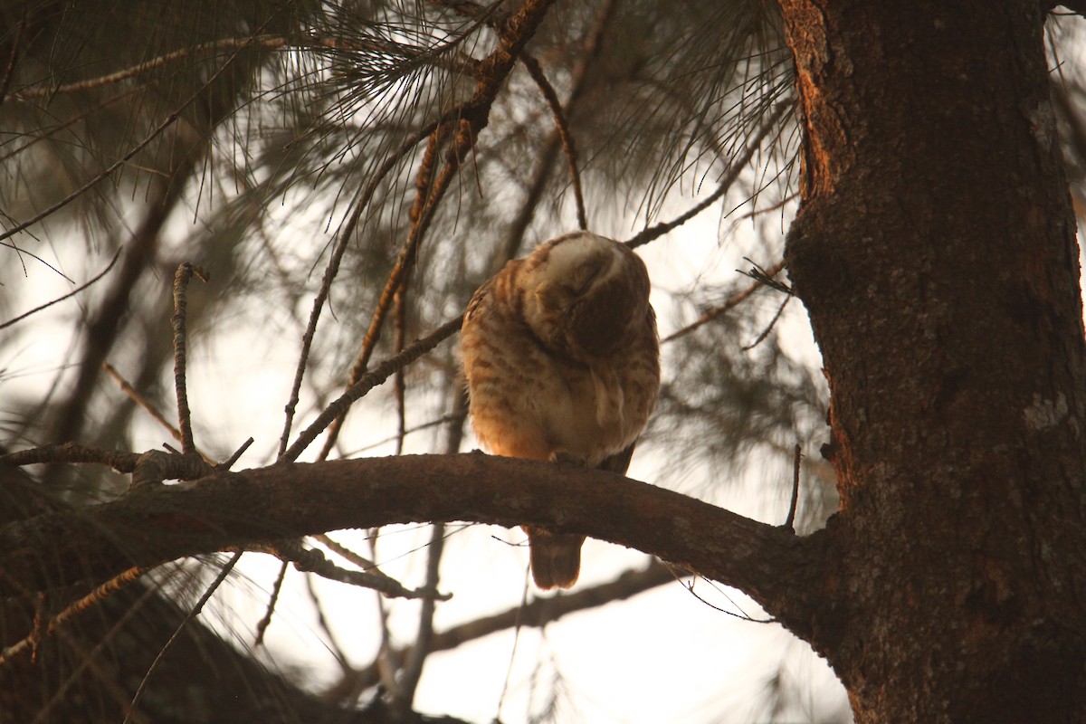 Spotted Owlet - ML620570825