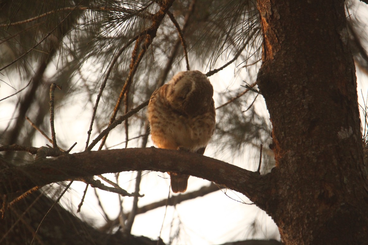 Spotted Owlet - ML620570826