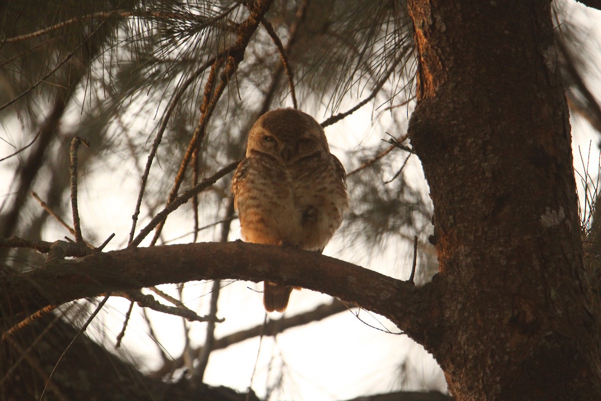 Spotted Owlet - ML620570827