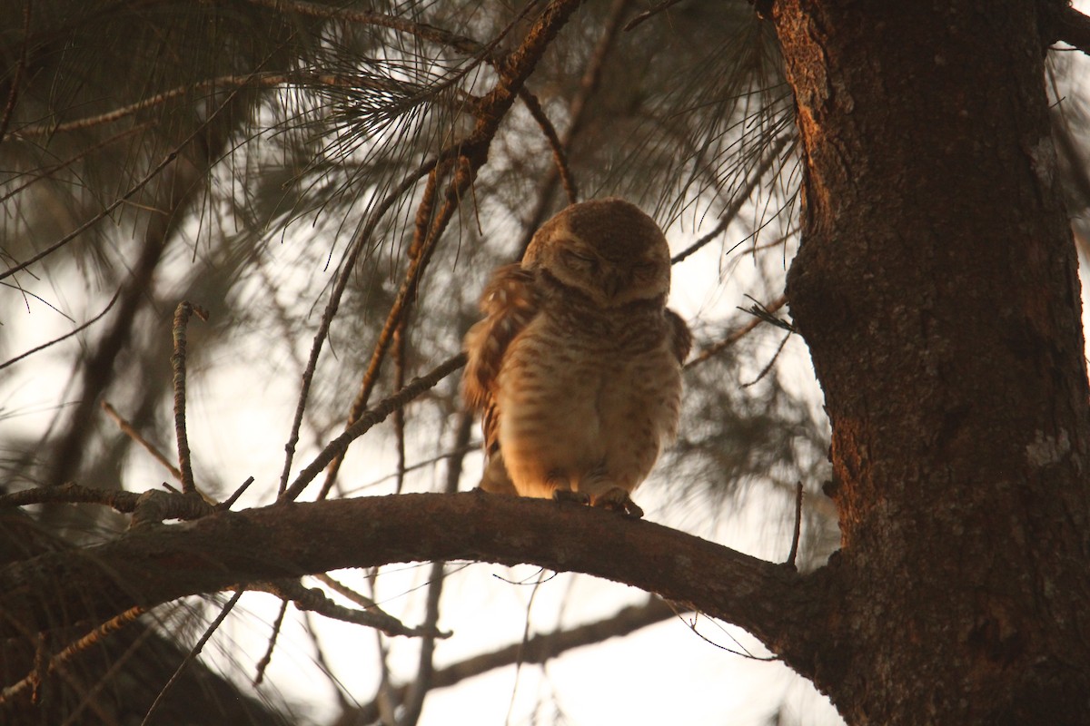 Spotted Owlet - ML620570828