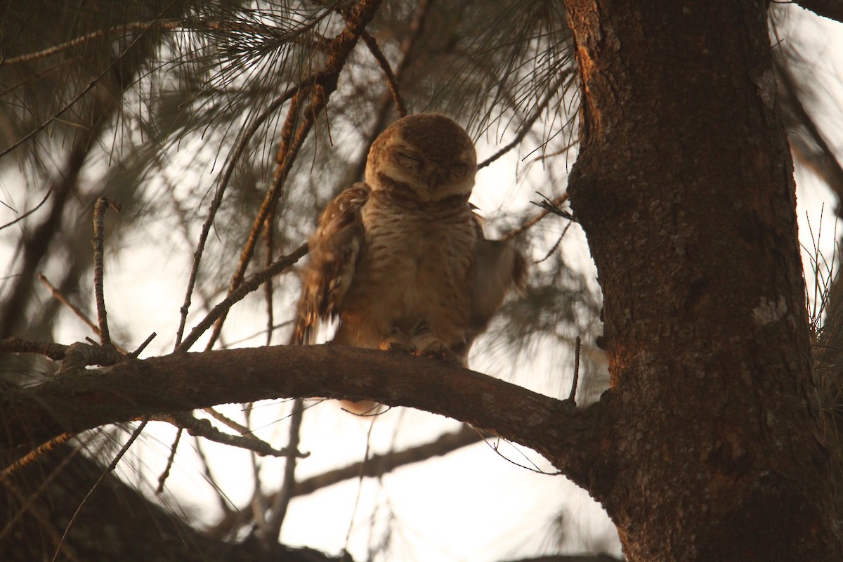 Spotted Owlet - ML620570829