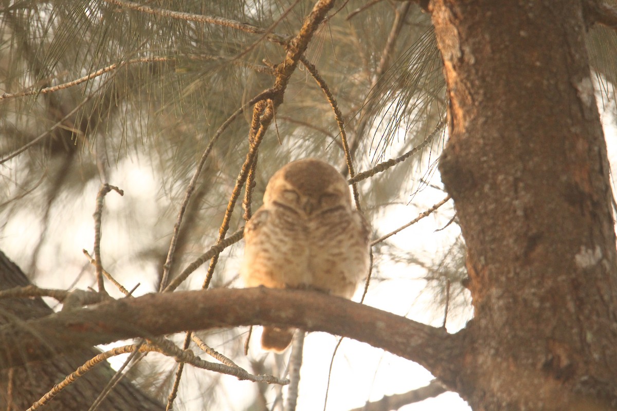 Spotted Owlet - ML620570830