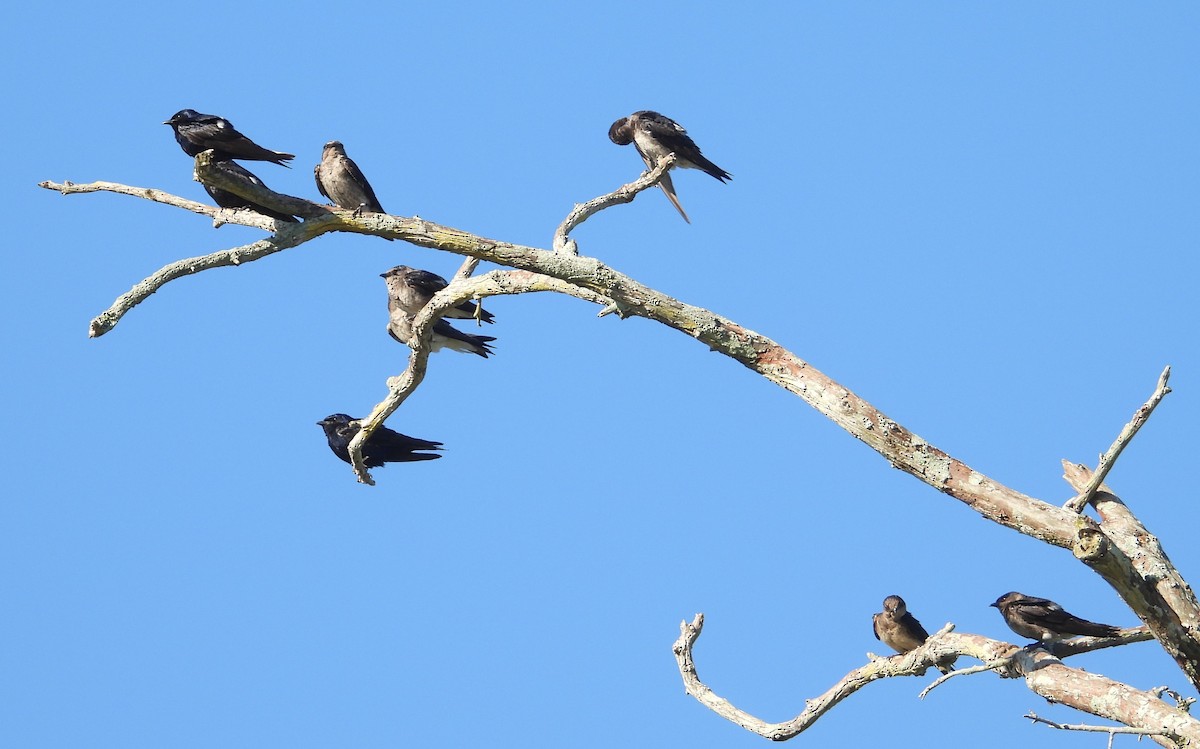 Purple Martin - ML620570834