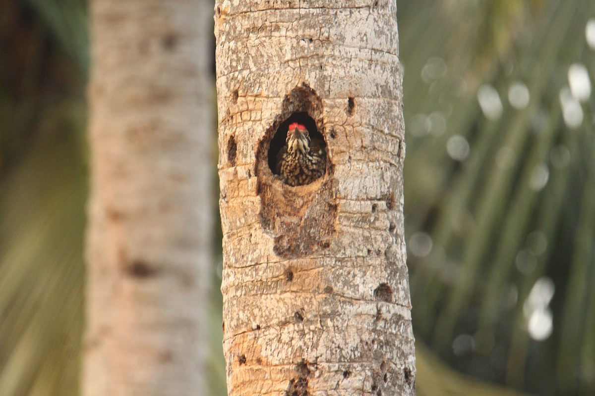 Greater Flameback - ML620570845