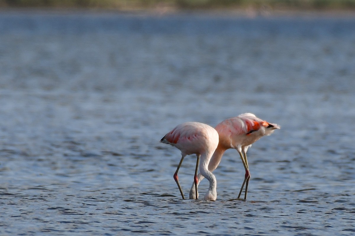 Chilean Flamingo - ML620570849