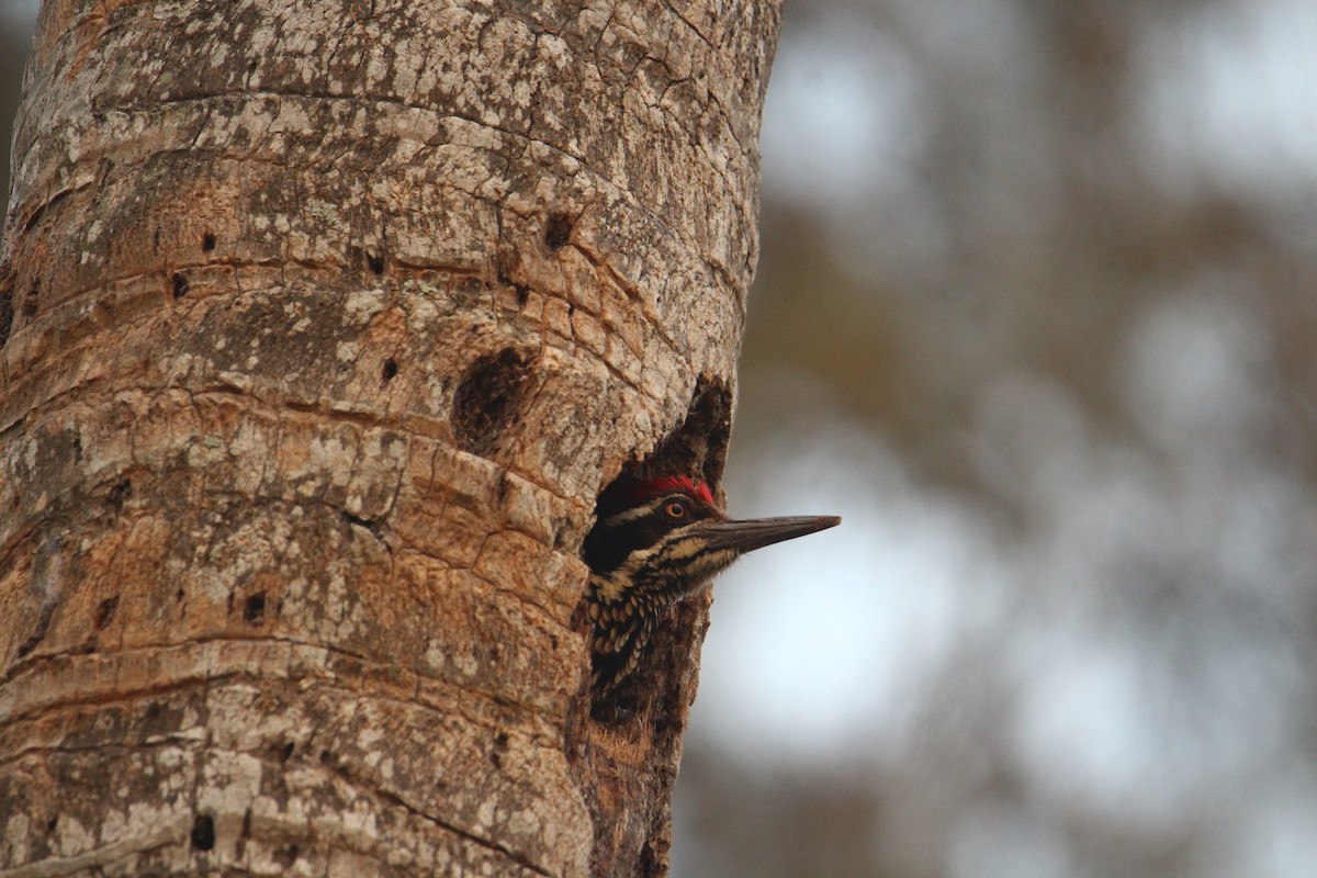 Greater Flameback - ML620570850