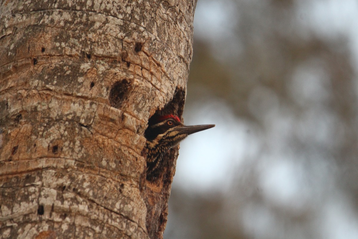 Greater Flameback - ML620570851