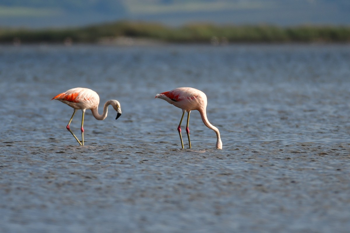 Chilean Flamingo - ML620570852