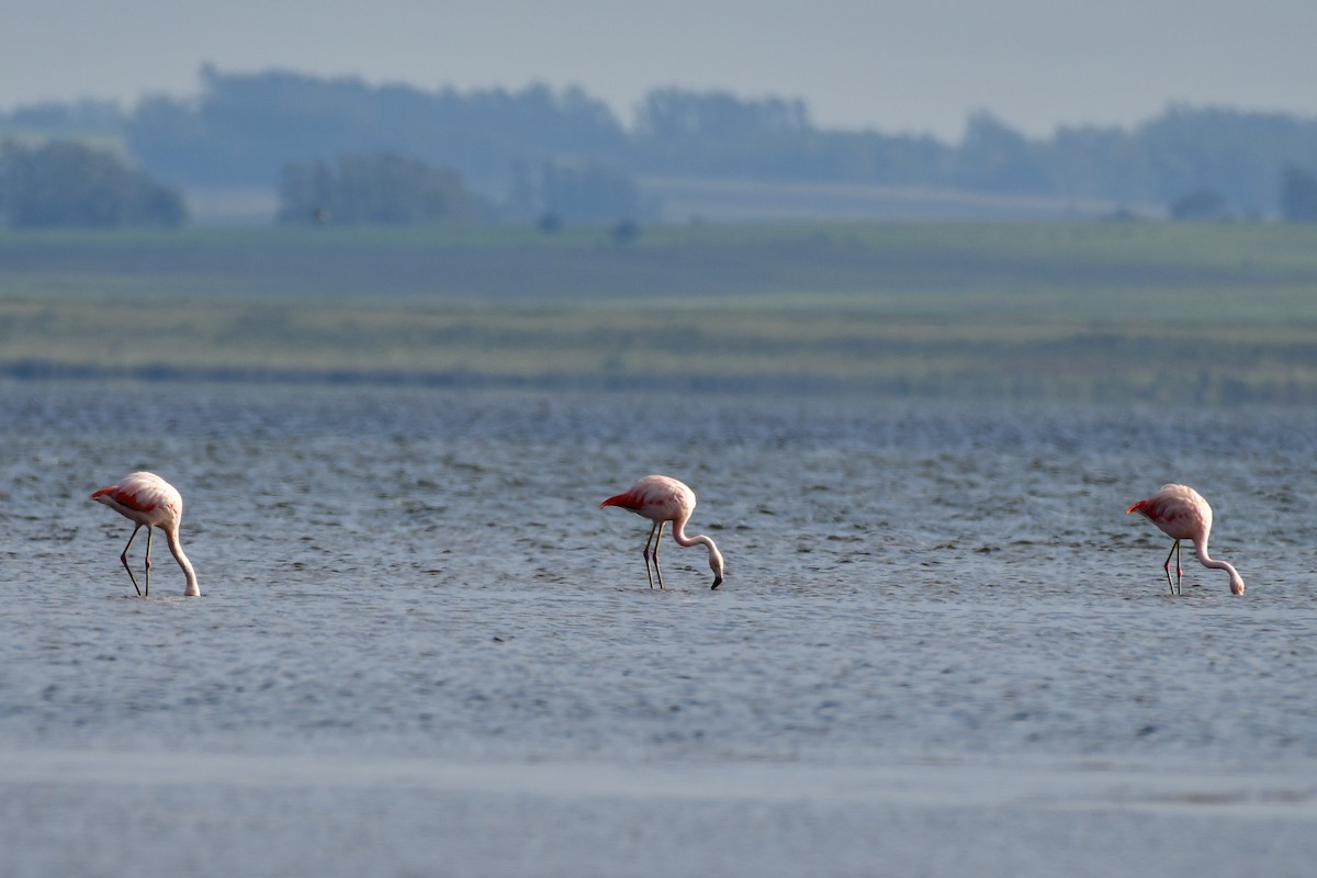 Şili Flamingosu - ML620570853
