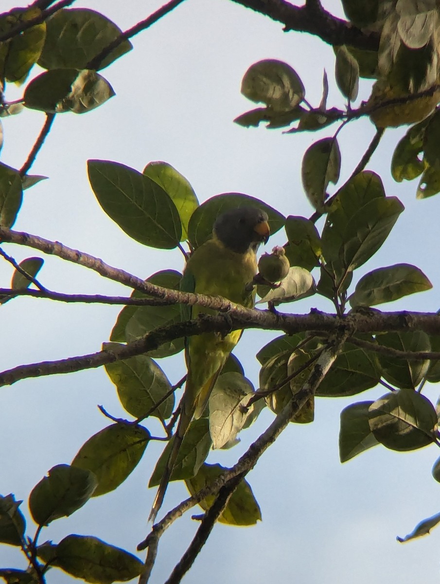 Plum-headed Parakeet - ML620570855