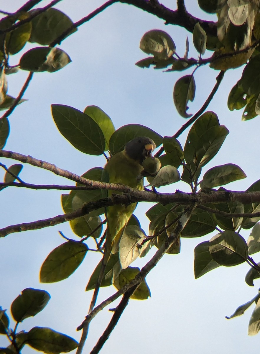 Plum-headed Parakeet - ML620570856