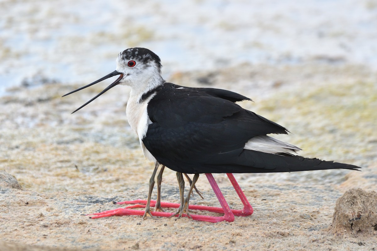 Black-winged Stilt - ML620570864