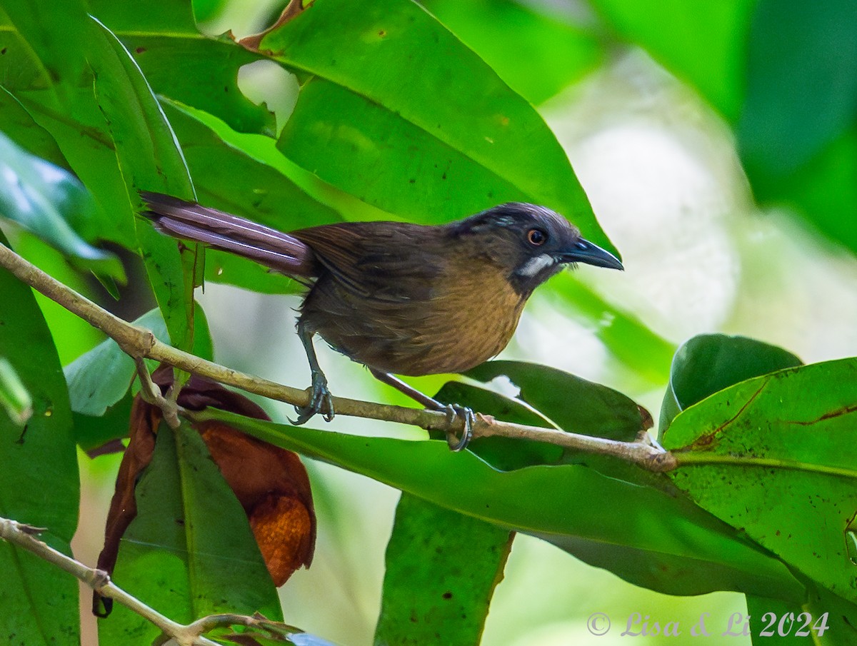 Gray-throated Babbler - ML620570867