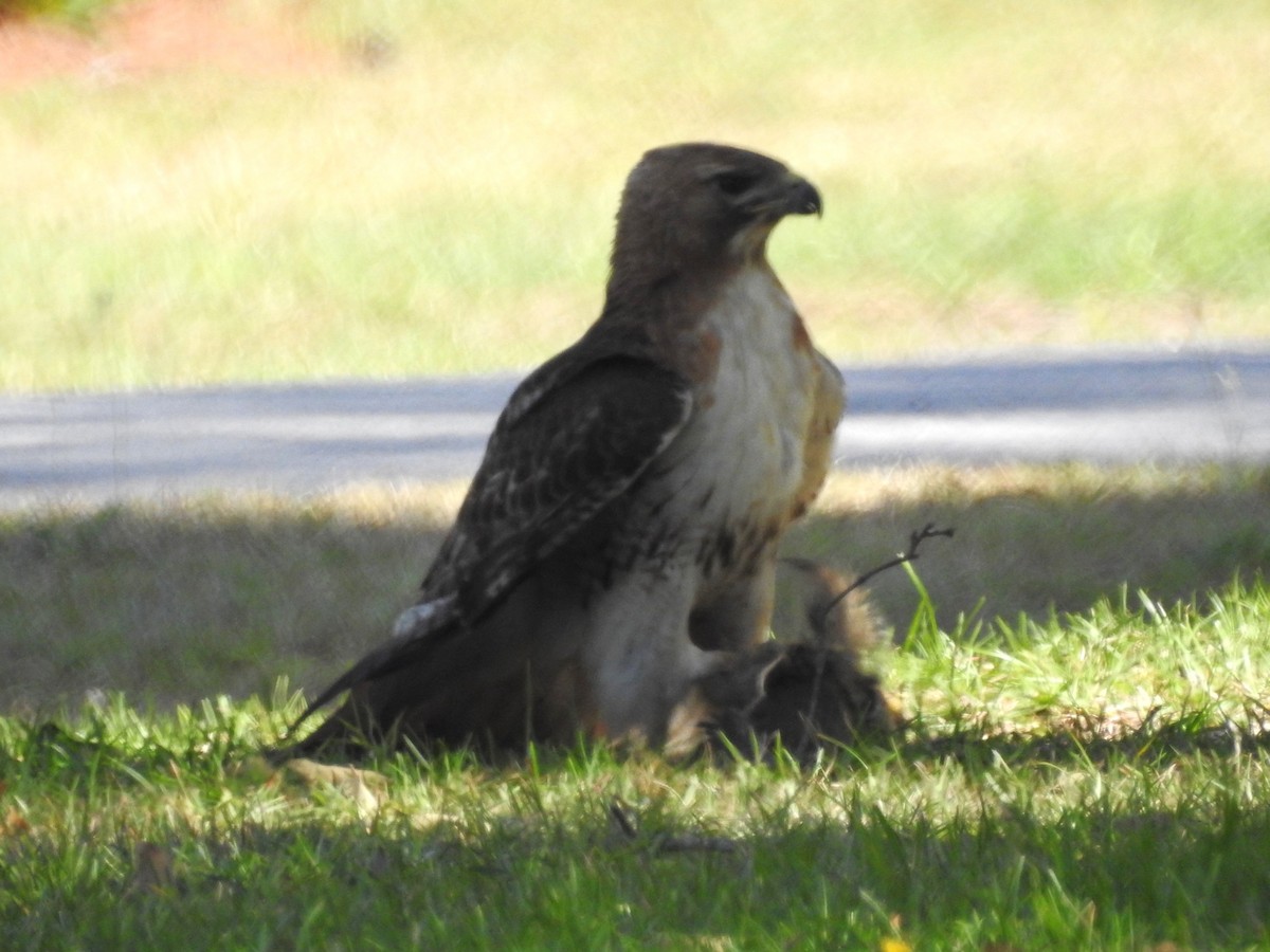 Red-tailed Hawk - ML620570869