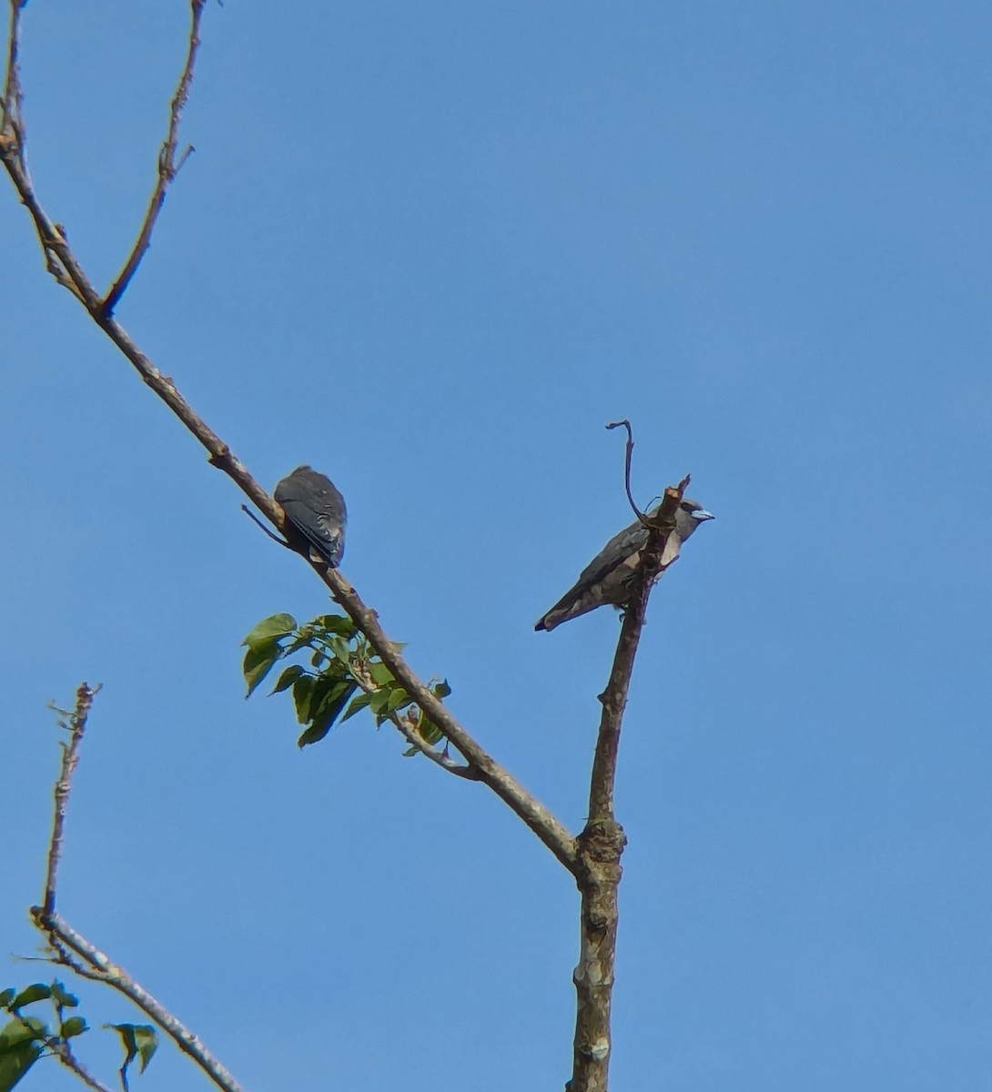 Ashy Woodswallow - ML620570873