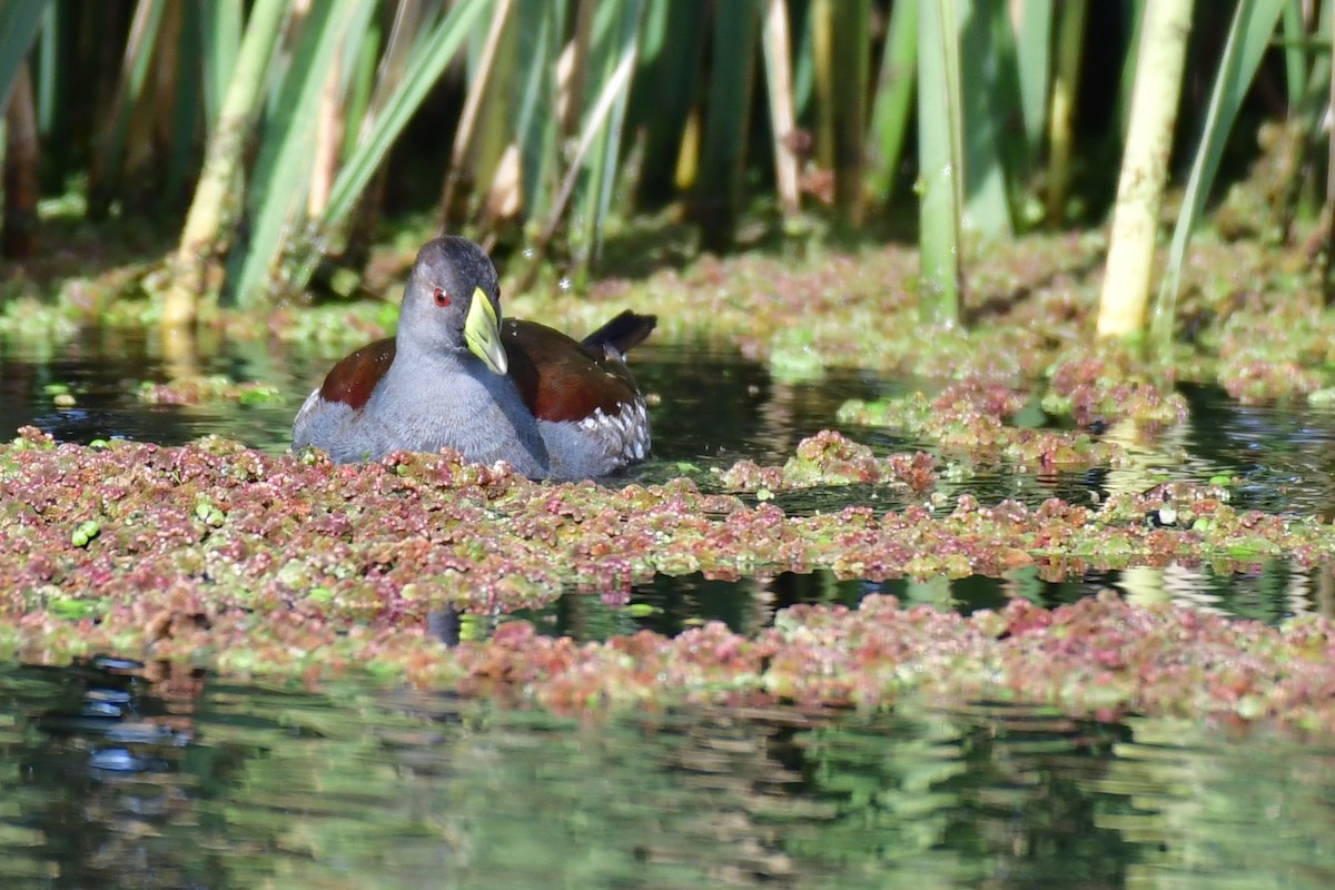 Spot-flanked Gallinule - ML620570876