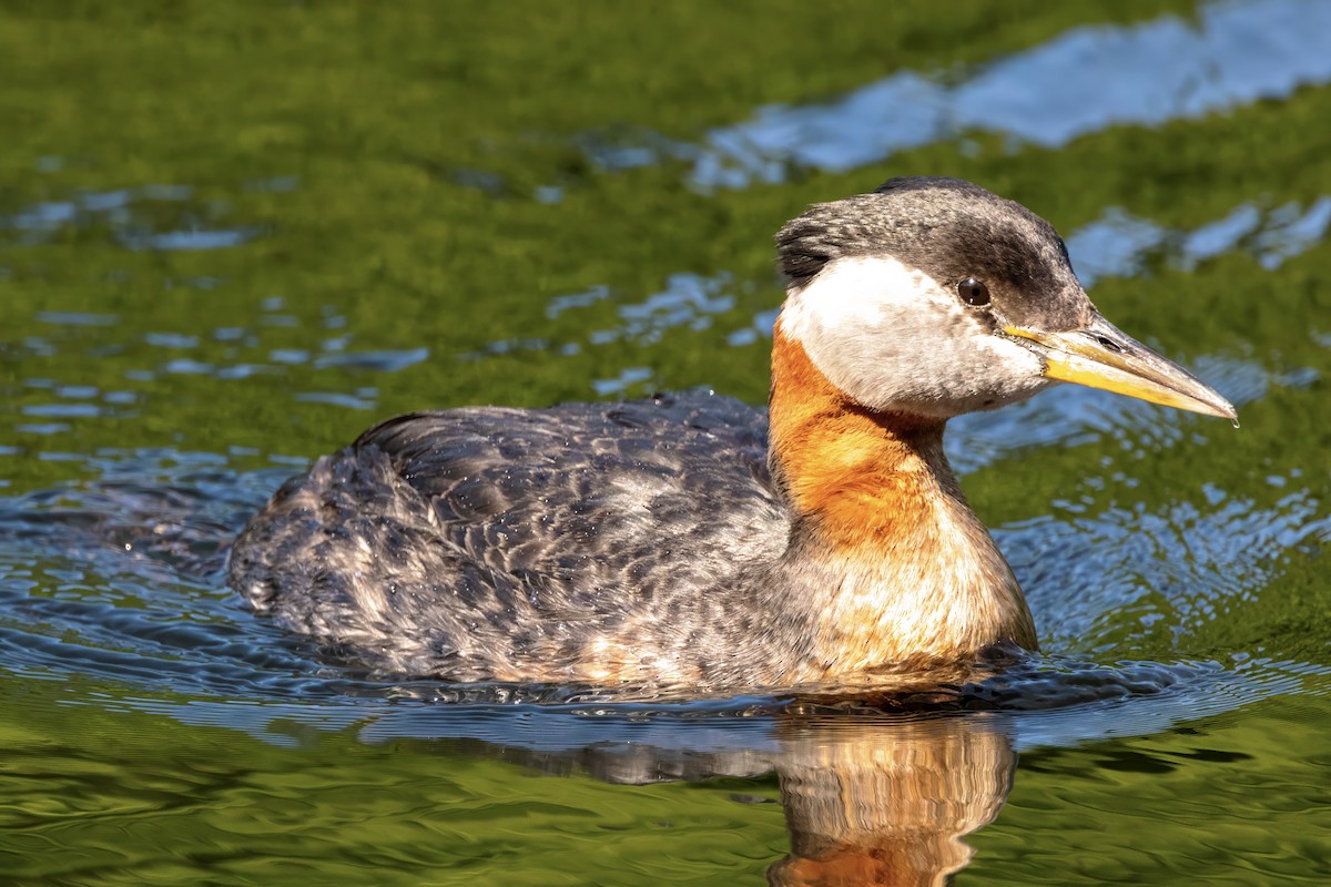 Red-necked Grebe - ML620570885