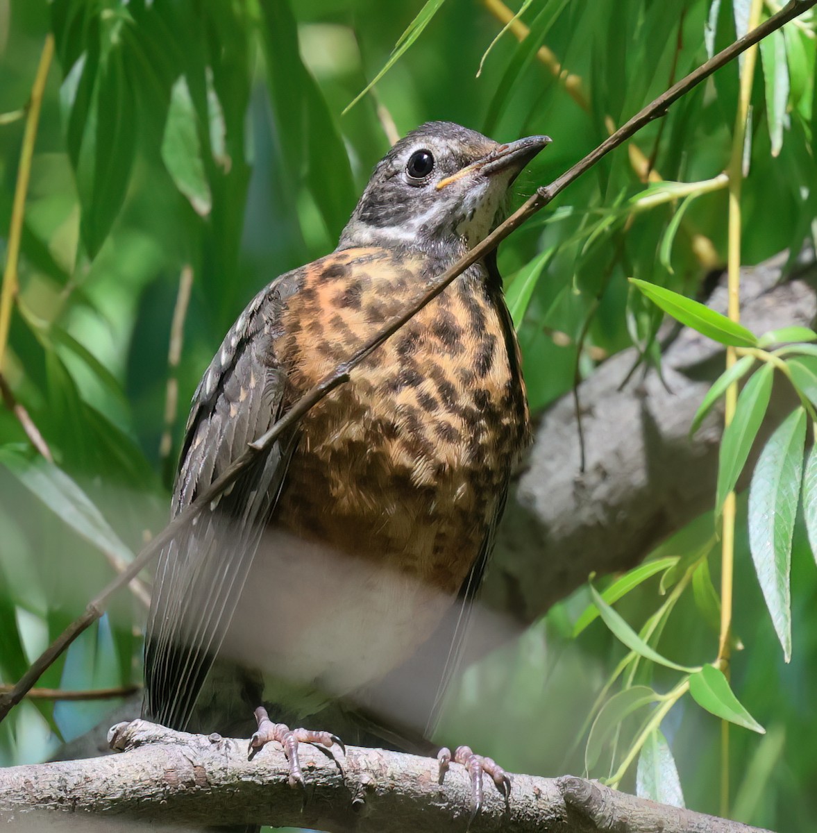 American Robin - ML620570888