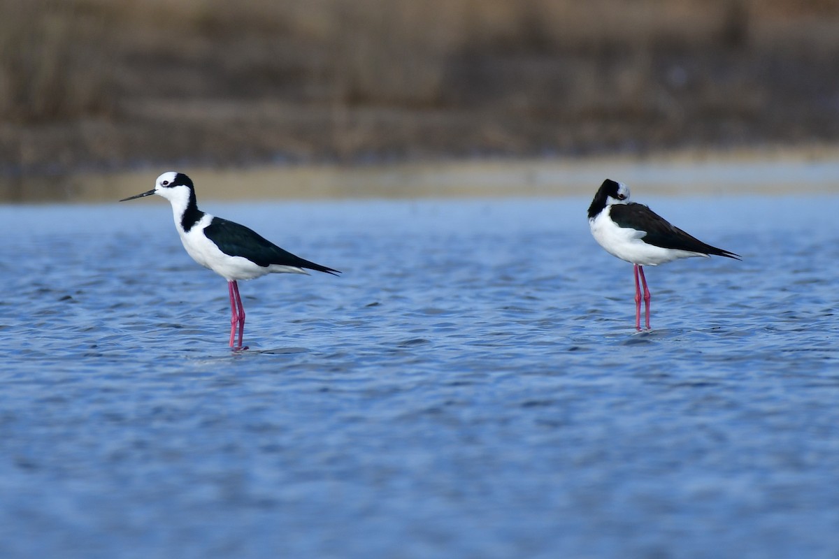 Black-necked Stilt - ML620570889