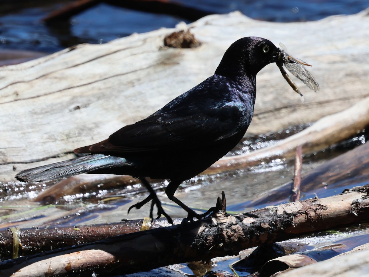 Brewer's Blackbird - ML620570891