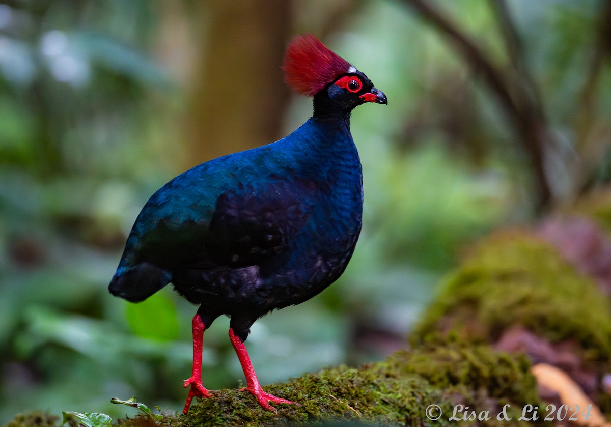 Crested Partridge - ML620570895