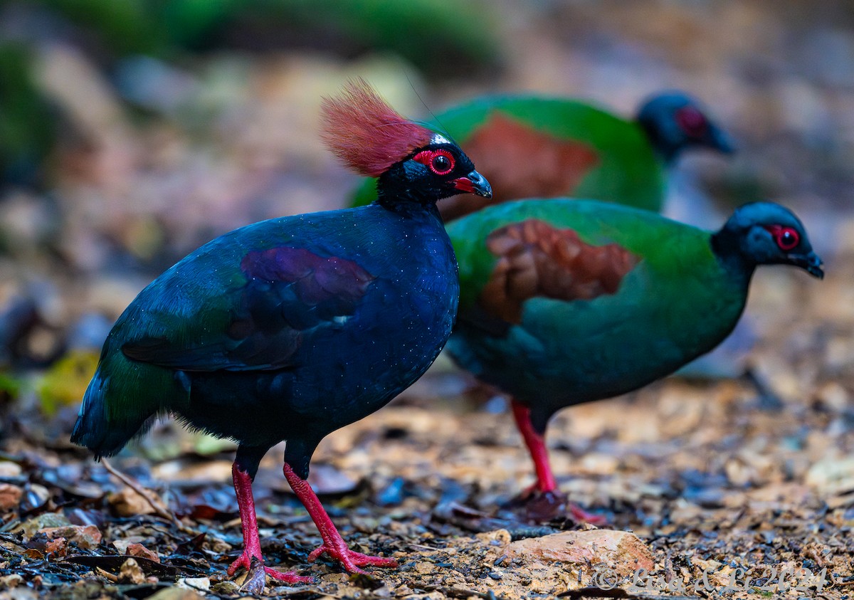 Crested Partridge - ML620570896