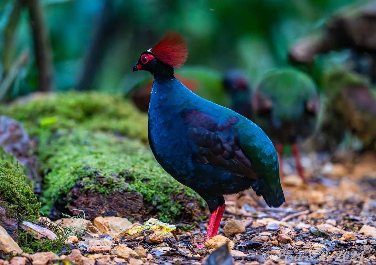 Crested Partridge - ML620570897