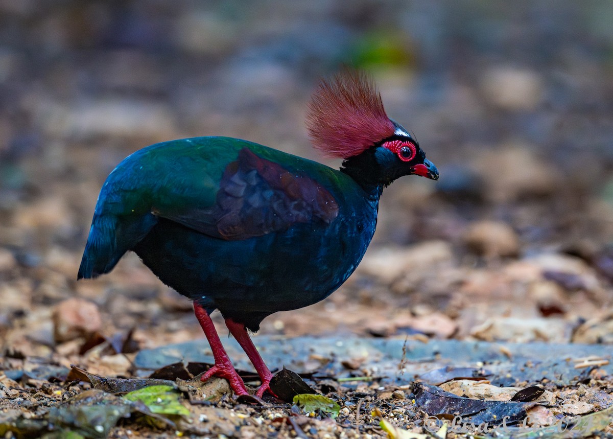 Crested Partridge - ML620570900