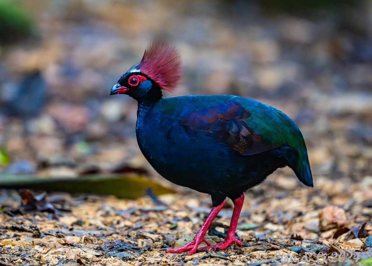 Crested Partridge - ML620570901