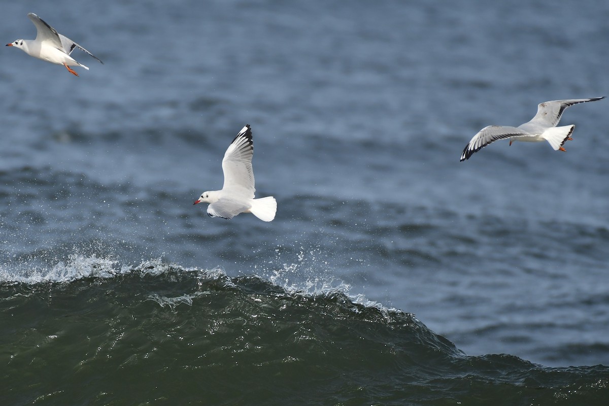 Brown-hooded Gull - ML620570902