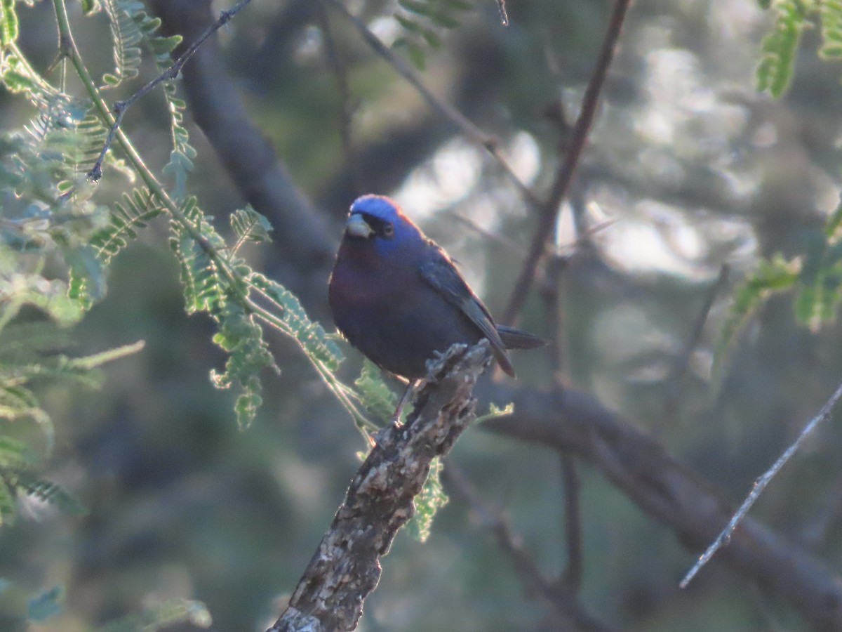 Varied Bunting - ML620570903