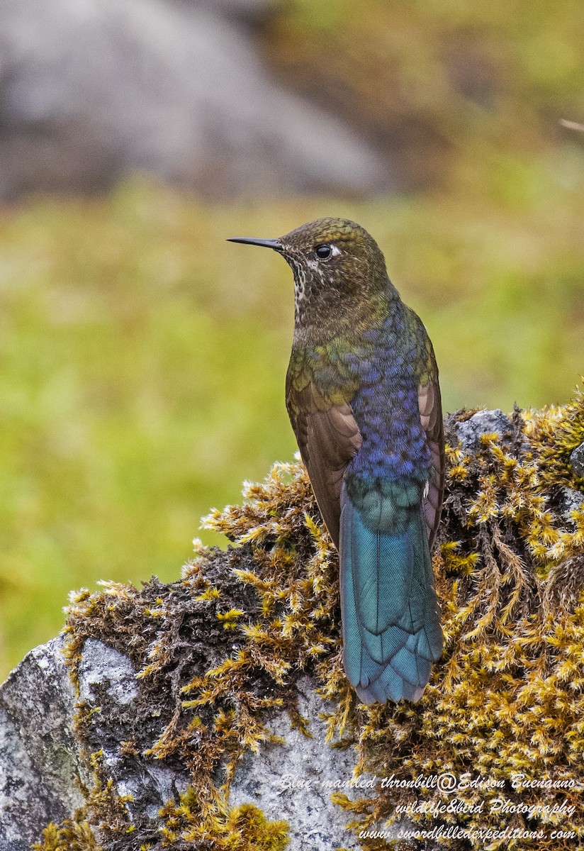 Blue-mantled Thornbill - ML620570905