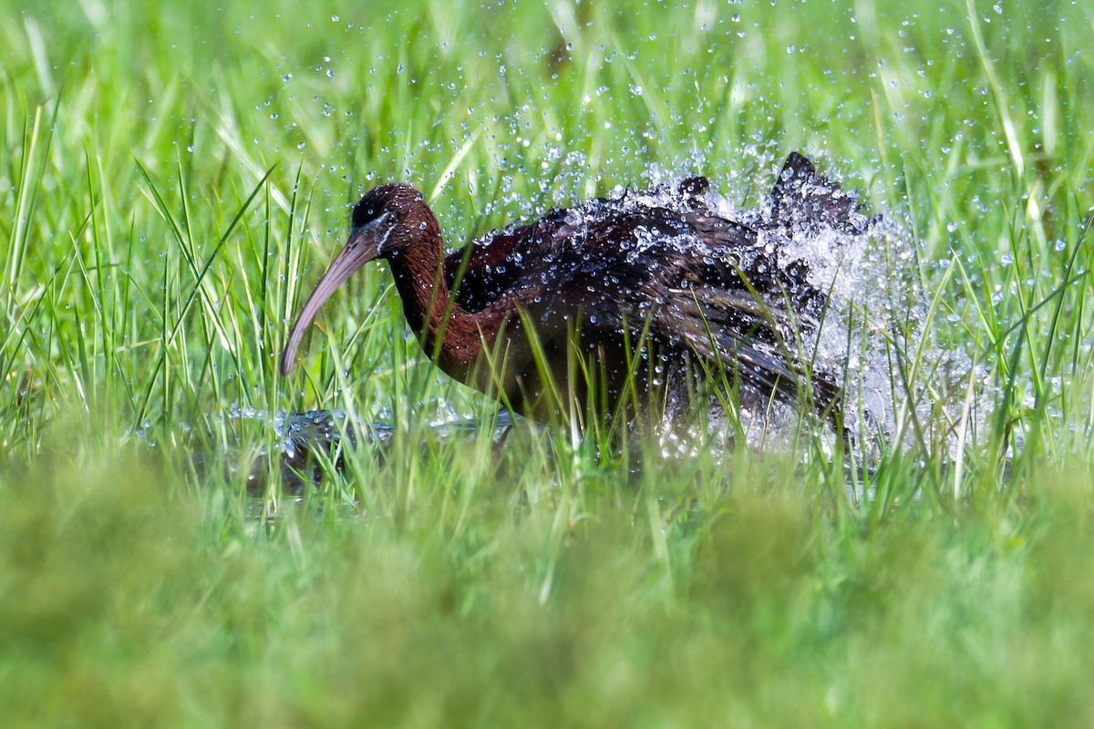 Glossy Ibis - ML620570921