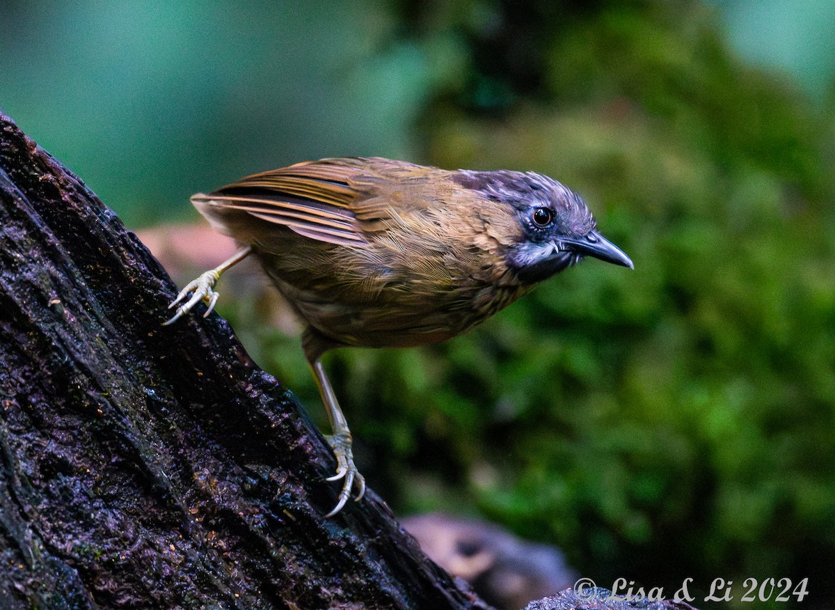 Timalie à tête rayée - ML620570925