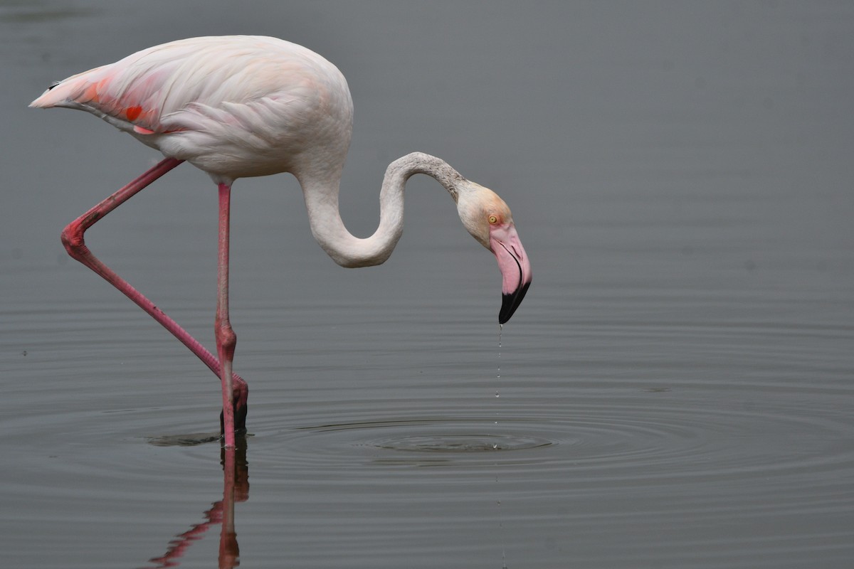 Greater Flamingo - ML620570932