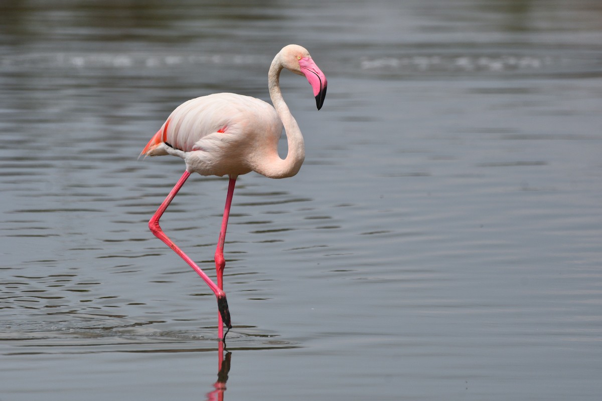 Greater Flamingo - ML620570933