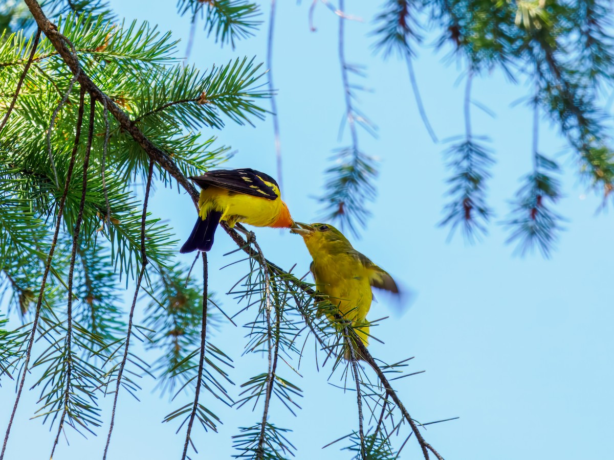 Western Tanager - ML620570939