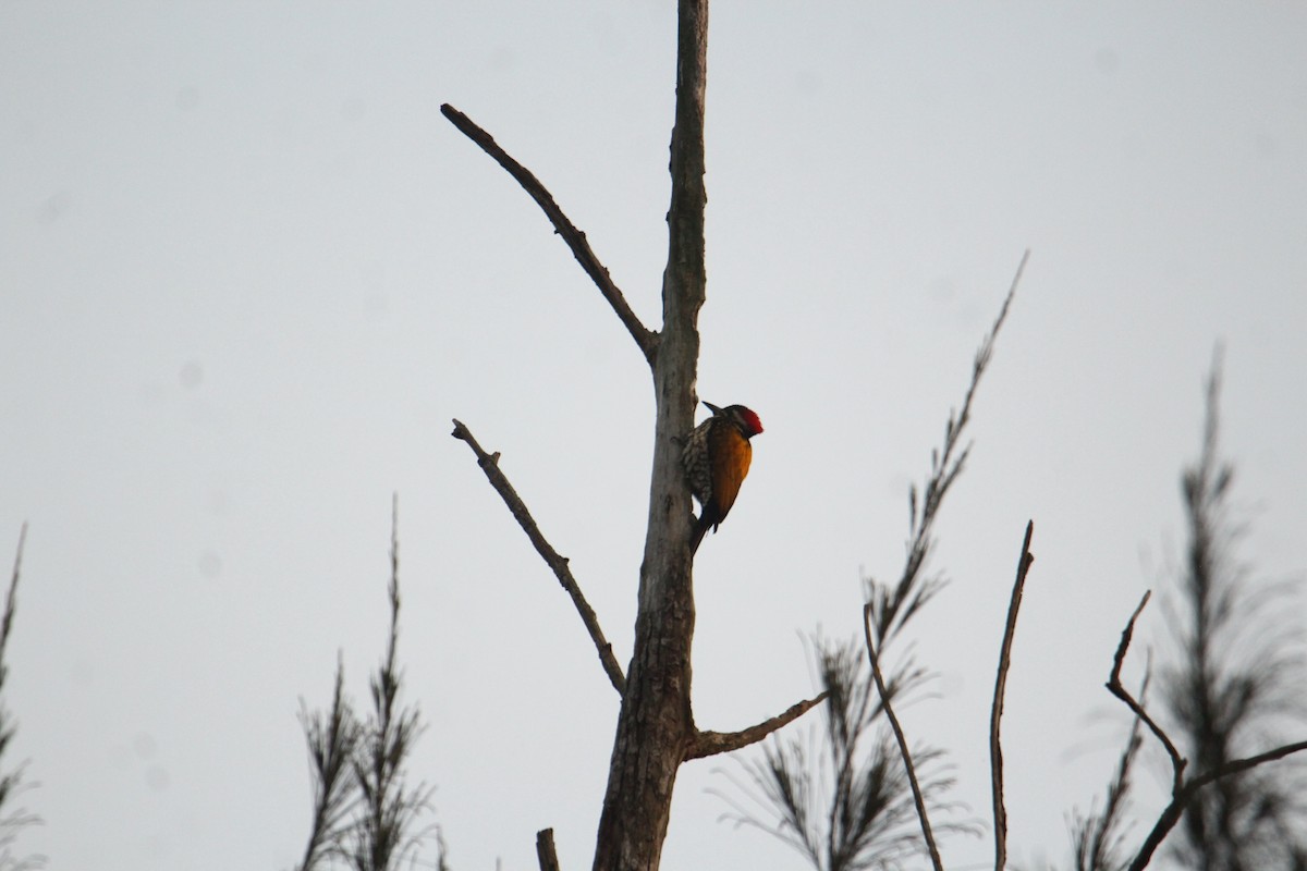 Black-rumped Flameback - ML620570943