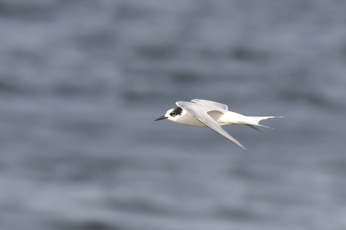 South American Tern - ML620570950