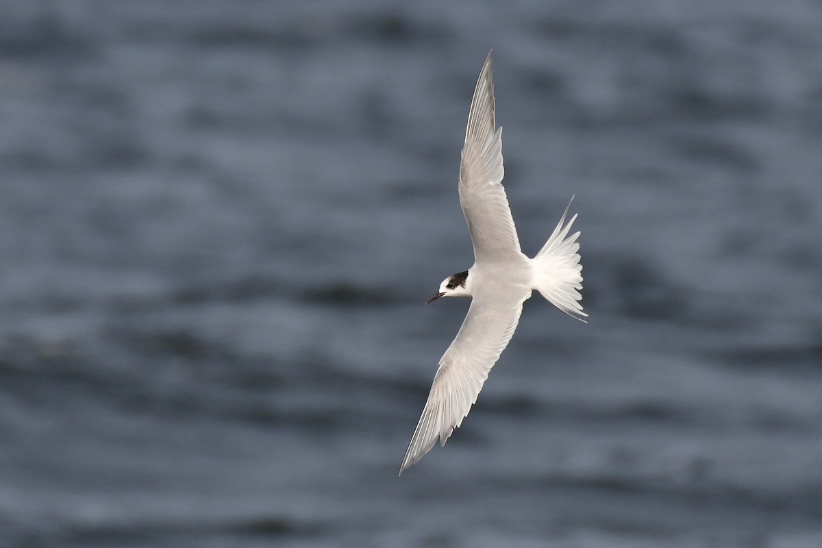 South American Tern - ML620570951