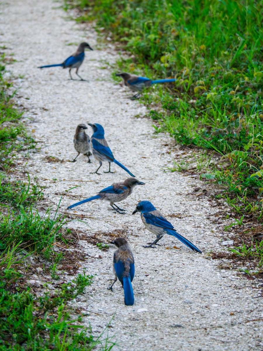 Florida Scrub-Jay - ML620570953