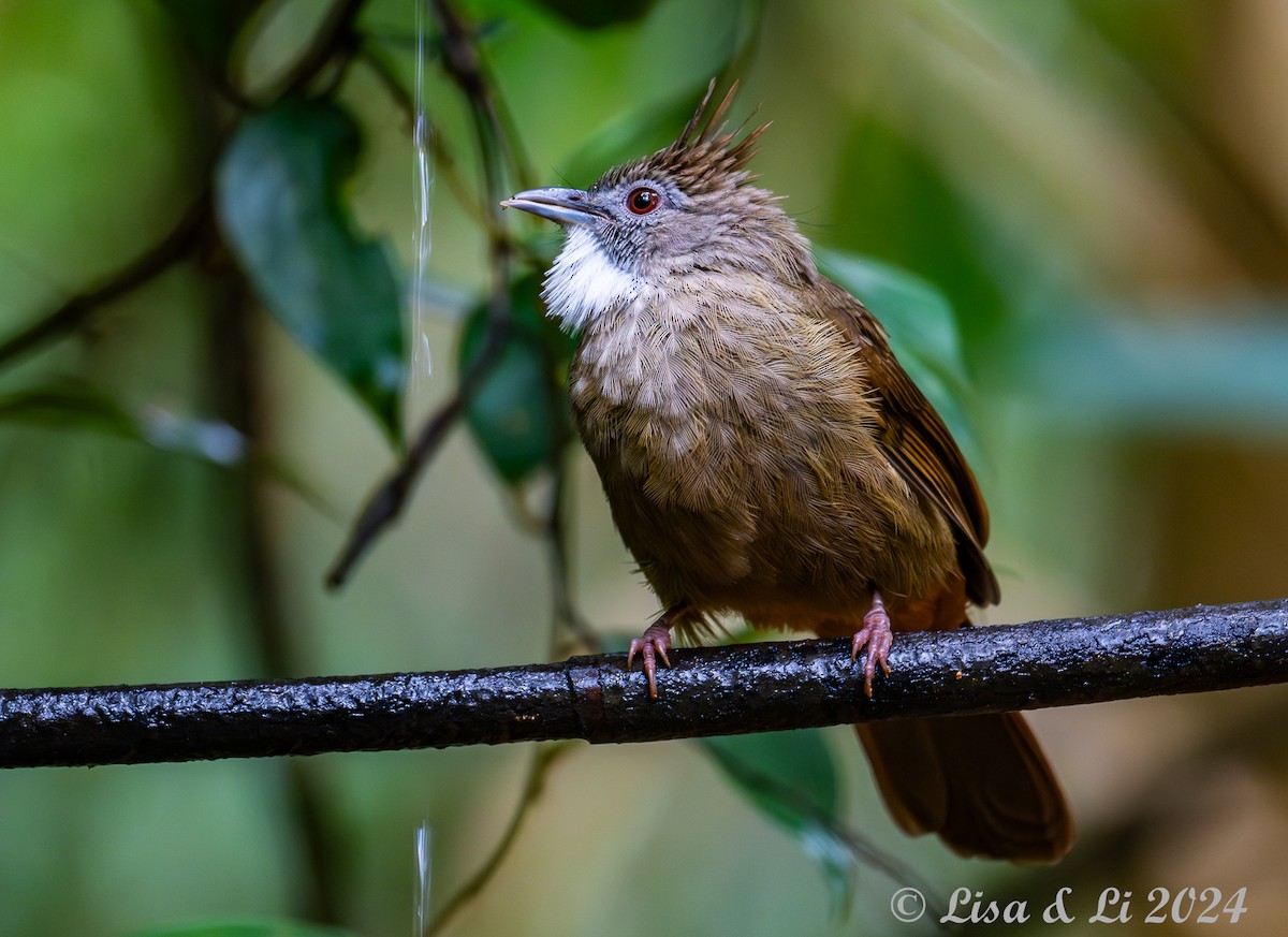 Penan Bulbul - ML620570954