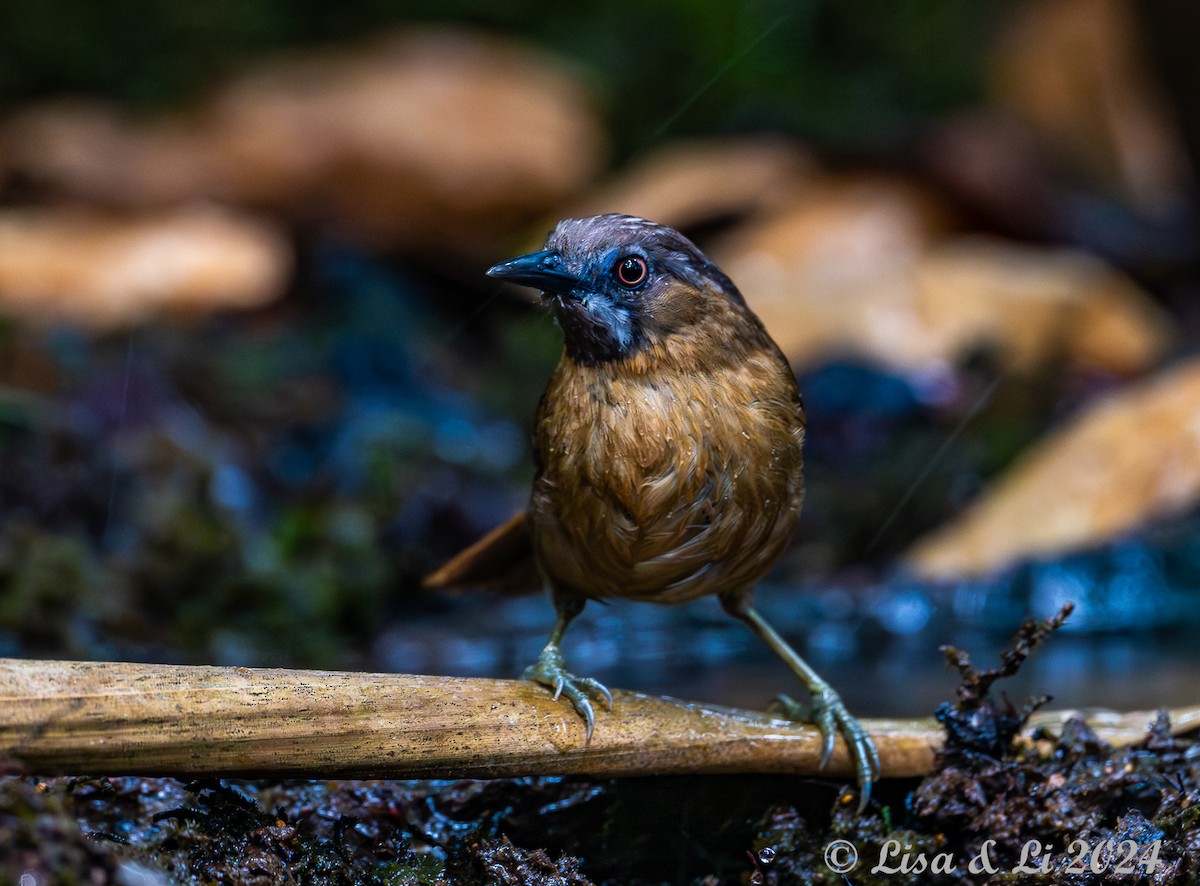 Gray-throated Babbler - ML620570962