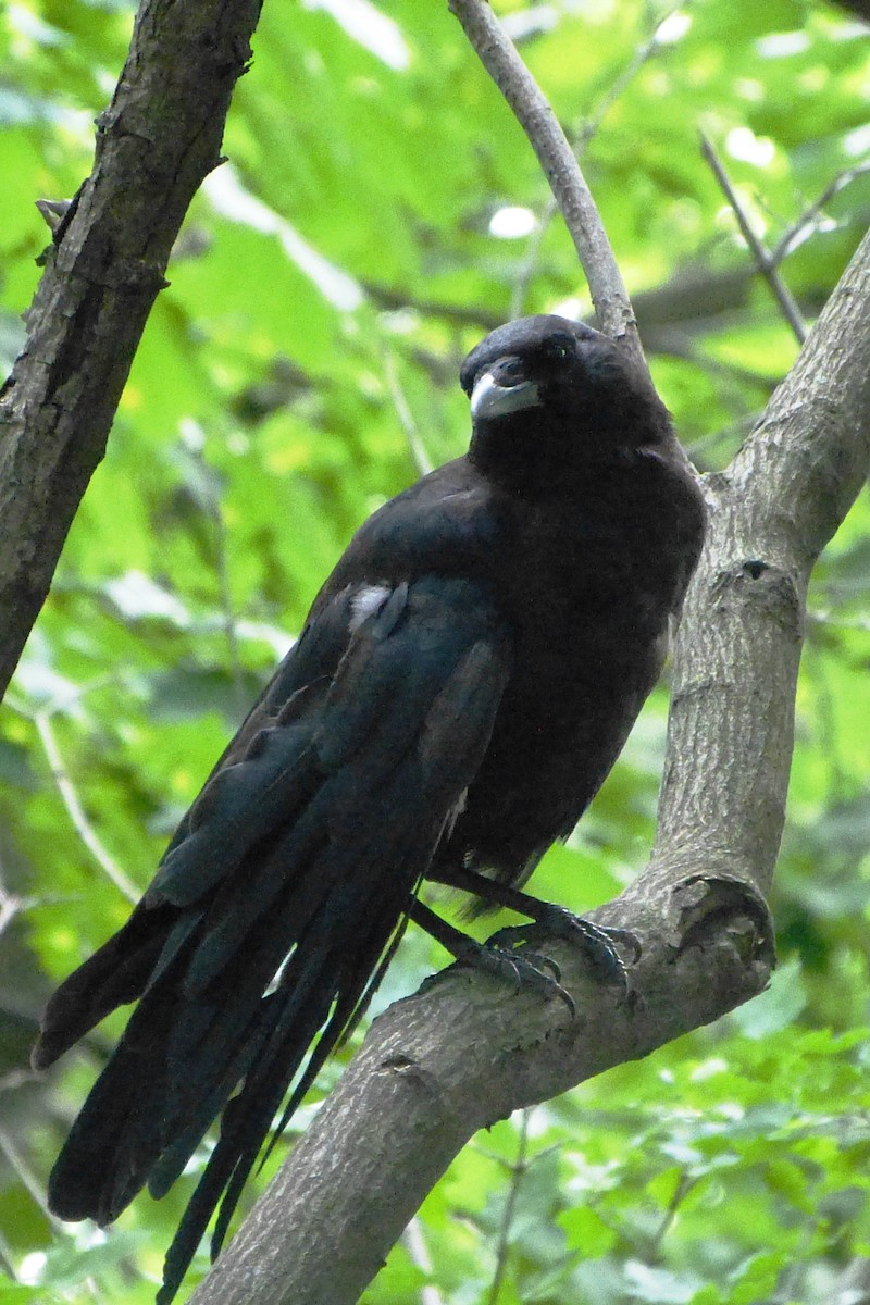 American Crow - ML620570972