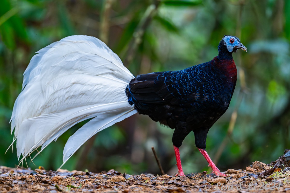 Bulwer's Pheasant - ML620570973