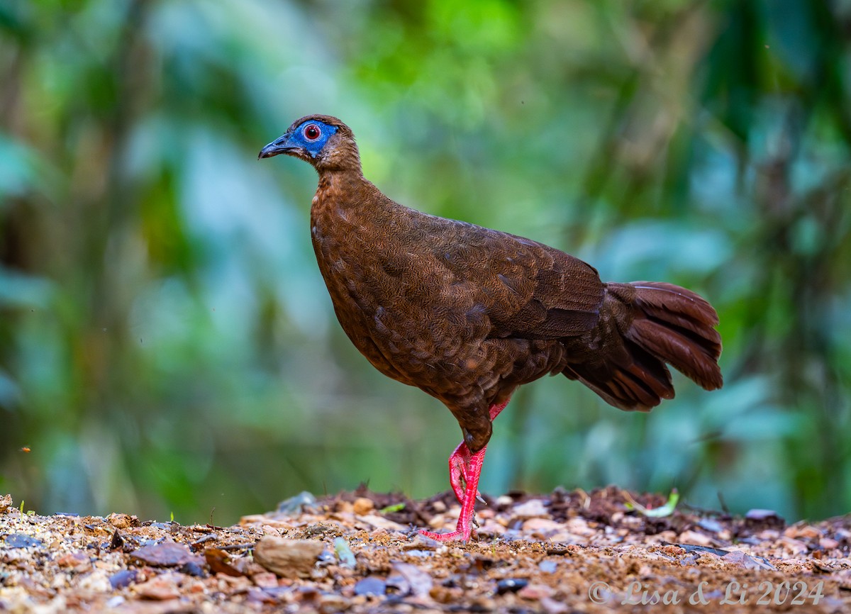 Bulwer's Pheasant - ML620570975